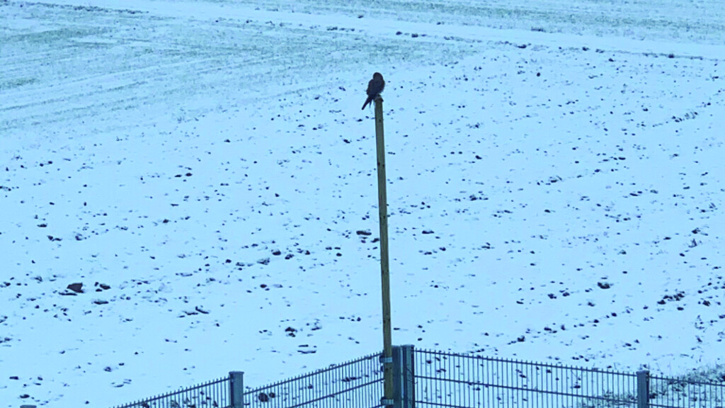 Bird of prey on new perch