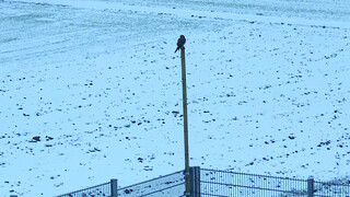 Bird of prey on new perch